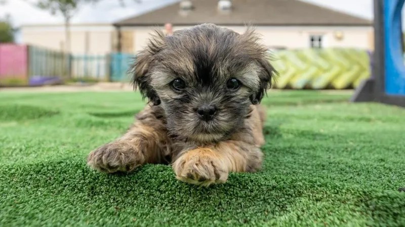 Direct & Uplifting: “Abandoned puppies found hiding under a bush get adopted.”