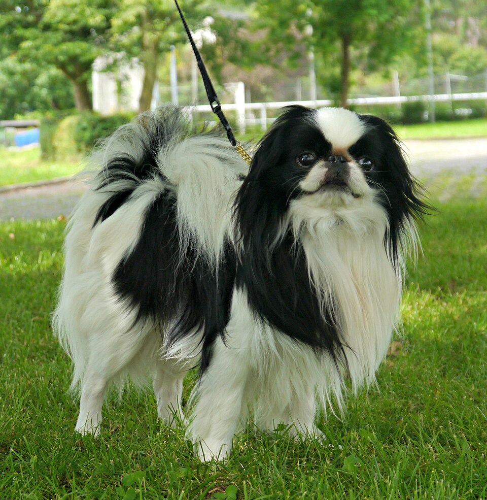 Dogs