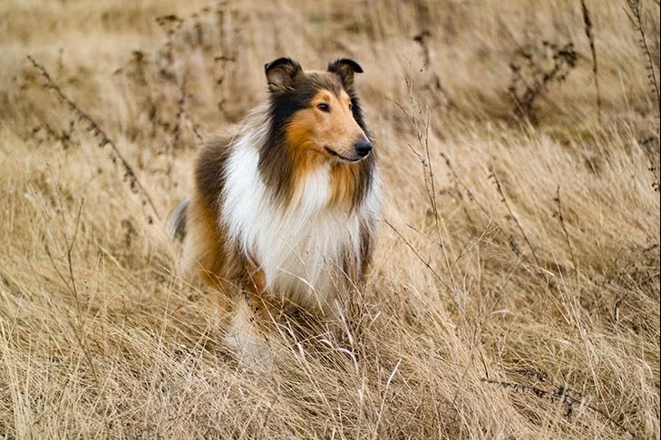 Dog Breeds