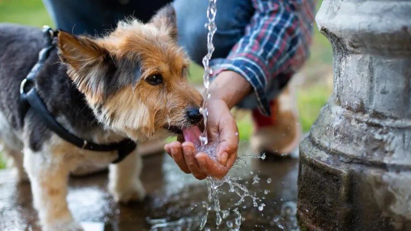 Action-Oriented: “How to tell if your dog is suffering from heatstroke”