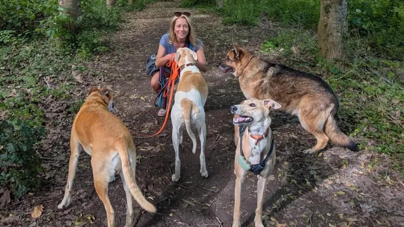 Dog Leads