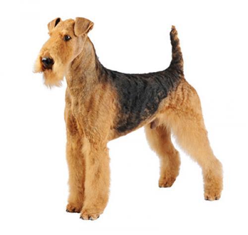 All About Dog Breeds