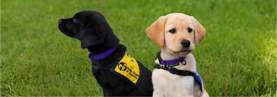 The Ultimate Guide to Dog-Gone Cool Canine Facts